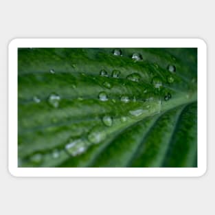 Water droplets on Hosta leaf Sticker